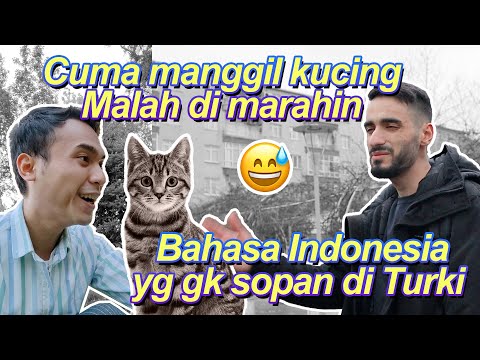 Manggil kucing malah dimarahin!? bahasa Indonesia yg gk sopan di Turki part 2 #shorts