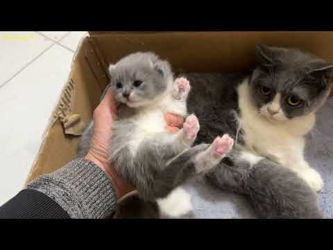 Newborn kittens are opening their eyes.