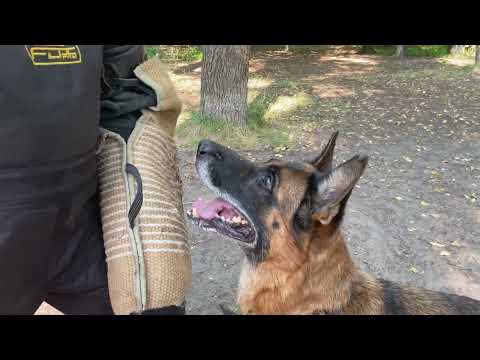 German Shepherd Gilmore summer training