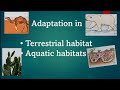 Animal and Plant Adaptations