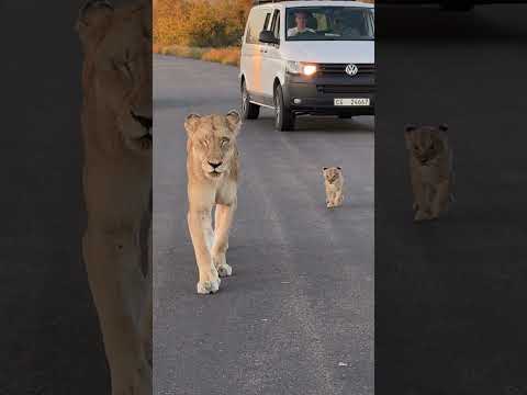 Tiny Lion Cub Running On The Road ❤️🦁 #amazing #amazinganimals #nature