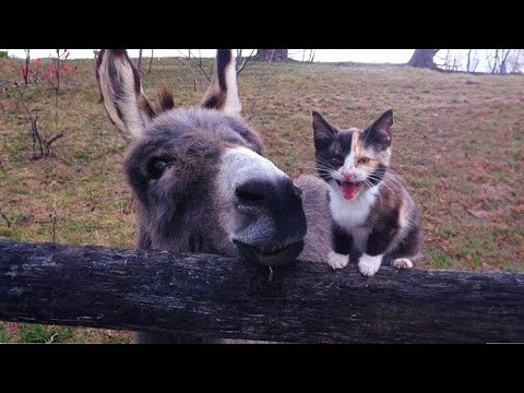 When your cat brings home a friend ?