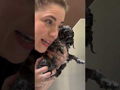 The tiniest poodle ever 🥰 #dogasmr #tinypoodle #dogbath #poodlebath #bathasmr #jessronagrooming