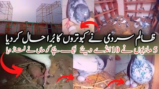 zalim sardi ne kabutrou ka bura hal kr dia🤒 ek bache ko maa ne latad dia😭