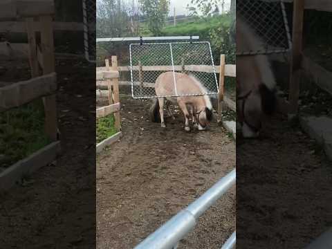 घोड़े की चालाकी 😲 Horse Hacked Exercise Machine | Machine Fail | Smart Animal Tricks