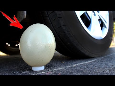 EXPERIMENT: CAR VS OSTRICH EGG