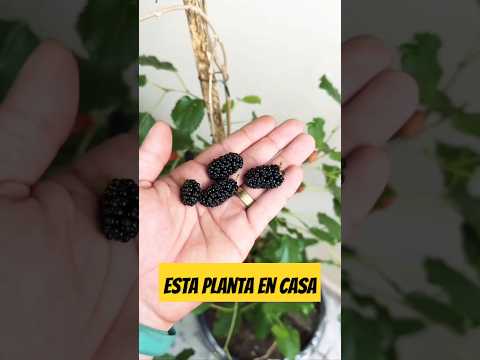 Porque todos DEBERÍAMOS TENER esta planta EN CASA | descubre este tips #receta #losmejorestips