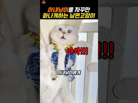 육아하는 아내냥이를 자꾸 화나게하는 남편 고양이