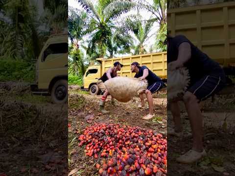 Muat brondolan sawit ke truk bikin teler gak penuh penuh #shorts