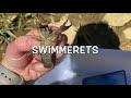 Crayfish Behavior and Biology