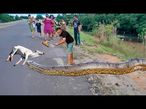 AS MAIORES SUCURIS JÁ FILMADAS NO BRASIL - INACREDITÁVEL!