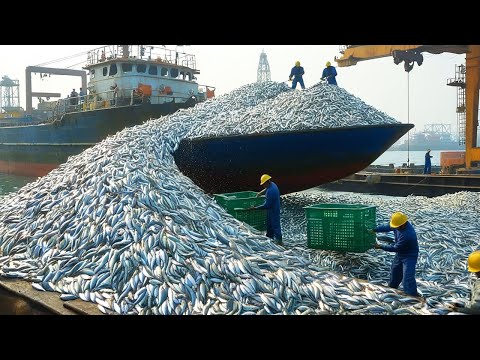 Catching 100 Tons of Fish a Day – How American Overfishing Threatens Ocean Life