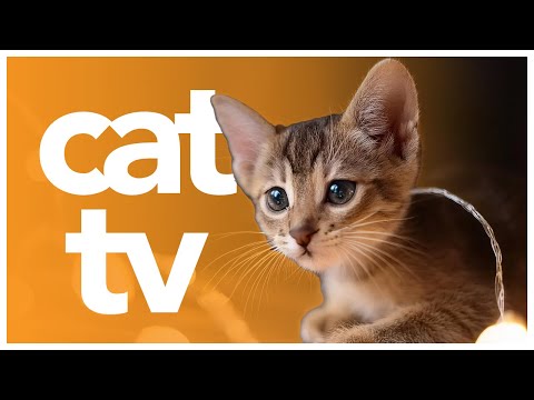 CAT TV: 4-Hour Relaxing Kitten Adventure | Cat Entertainment and Enrichment 🐈