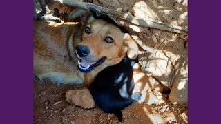 Cachorra Com Filhotes Resgatados À Tempo Depois de 16 Dias!