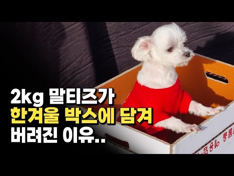 한겨울 박스에 담겨 길가에 버려진 유기견 말티즈 '새봄'이의 아픈 이야기