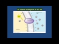Cell Transport Mechanisms and Strategies