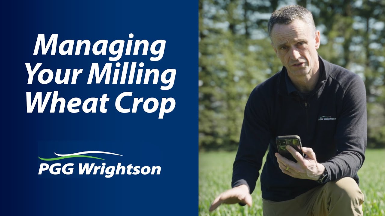 Managing your milling wheat crop 