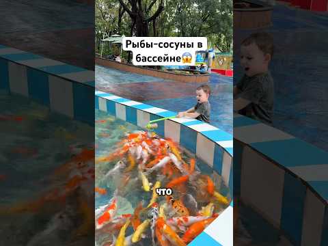 Рыбы-сосуны😱