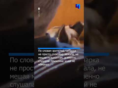 В Красноярске воспитанная овчарка больше двух часов внимательно слушала Чайковского