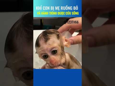 Xót xa: Khỉ con bị mẹ bỏ rơi giữa rừng @123TV66