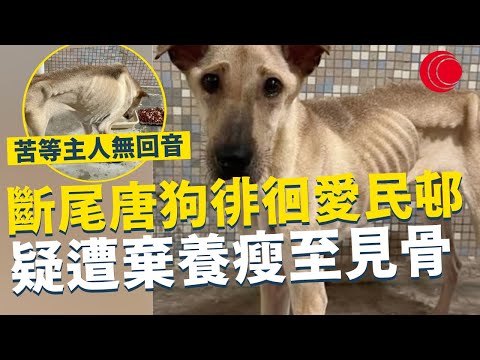 一線搜查｜斷尾唐狗徘徊愛民邨 疑遭棄養瘦至見骨 懷疑遭虐待至皮包骨 苦等主人無回音 領養先手續複雜難執行｜783集｜有線新聞 林靜莉｜ #一線搜查｜HOYTV 77台 #hoytv77台
