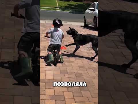 Щенок, который всегда рядом🐶