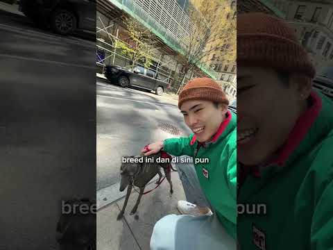 Cari Duit Segampang ini di New York!