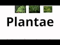 Classification of Living Organisms