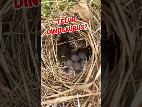 Ada telur dinosaurus 😱🦖 #shorrts #dinosaur #telur #viral #fyp