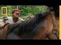 Narrator's Experiences with Mules