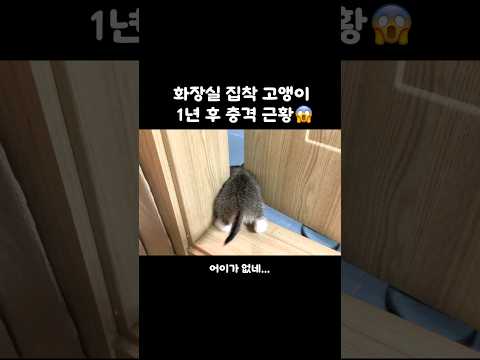 고양이가 화장실에 집착하면 생기는 일