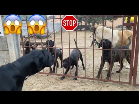 Cane Corso Puppy Available || जब नयें डॉग को देख कर सभी कुत्ते हुए ग़ुस्सा 👹 @RitikDogKennel177