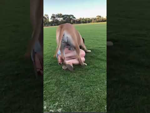 Big female Boerboel playing #shorts #shortsfeed #boerboel