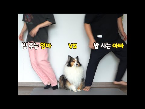 밥 주는 엄마 vs 밥 사는 아빠 강아지 선택 ㅋㅋㅋㅋ