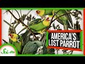Carolina Parakeet and Extinction