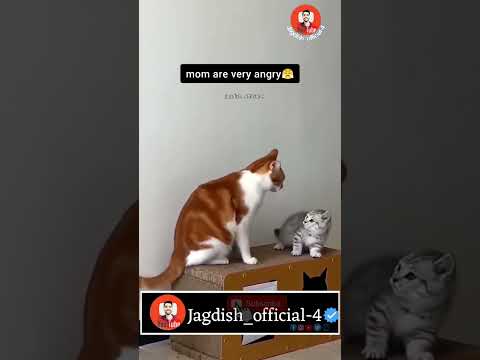 મમ્મી સાથે ઝગડો #ગુજરાતી_કોમેડી #comedy #funny #animal_comedy