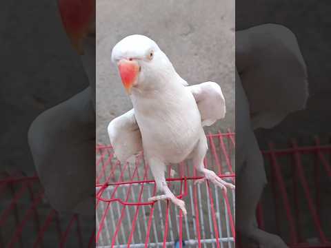 Cute Parrot #fantasticparrot