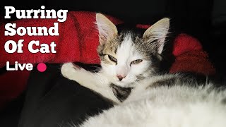 Purring Sound 🔊 Of Cat 🐱( Live )