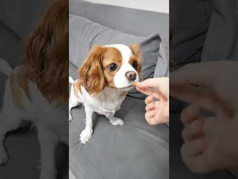 Köpeğin zekâsına hayran kaldım ! 🐶💊😳 #köpek #köpekler #komedi #eğlence #comedy #funny #shorts