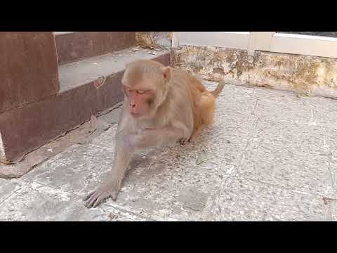 monkey funny video monkey Hansi majak ki ekadam gajab video 🤣 #monkeyvideo #monkey #comedyvideo