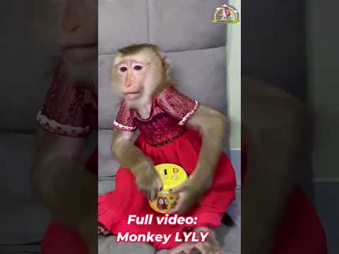 Monkey Lyly took money from the savings box to go shopping. #shorts #monkey #youtubeshorts