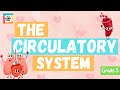 Circulatory System Concepts