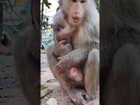 02-02-25 adorable monkey #lovelymonkey #monkey #babymonkey #abandonedmonkey #poormonkey