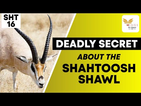 DEADLY SECRET ABOUT SHAHTOOSH SHAWL ? | SHORTS FROM OUR NAIB TEHSILDAR BATCH | SHT16