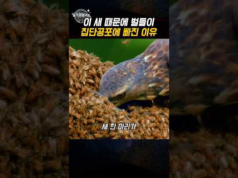 곰도 도망가는 벌집을 간식으로 먹는 새의 정체