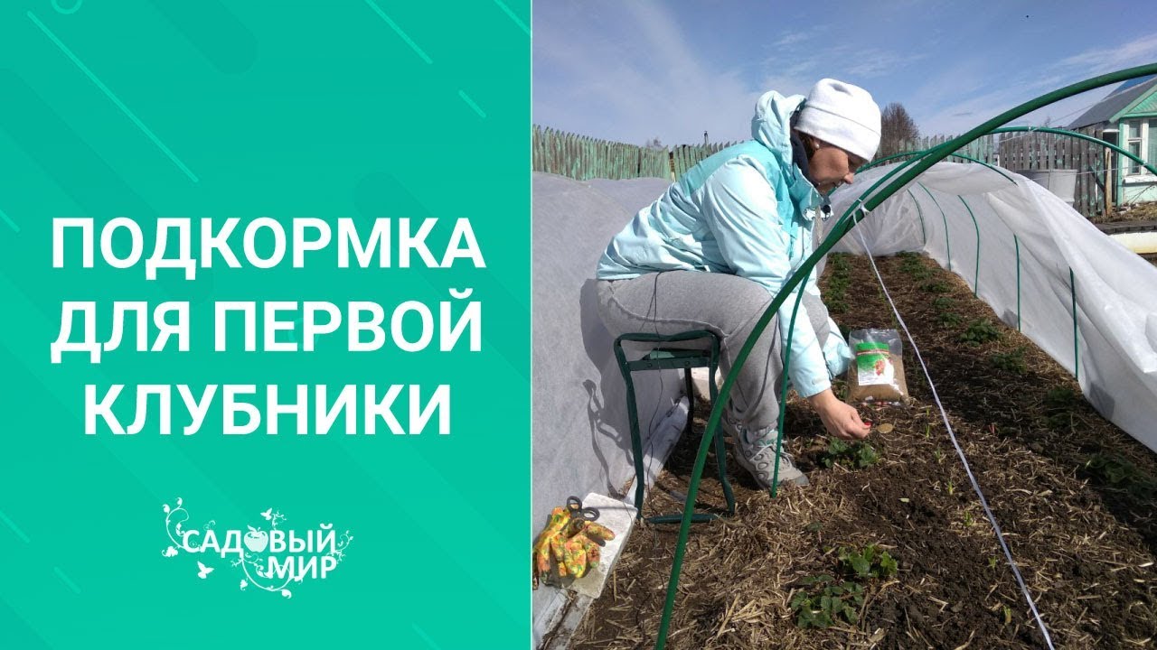 Первая ягодка - для деток! Подкормка весной для первой клубники. Только натуральным удобрением