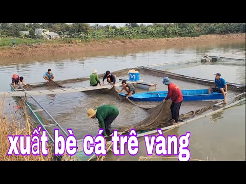 Kéo Bè Cá Trê Vàng Nuôi Trong Ao Cho Kết Quả Đầy Bất Ngờ # SĂN BẮT ĐỒNG THÁP #