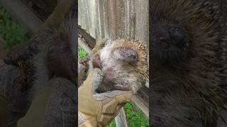 Rescuers Find Hedgehog Bloated Like A Balloon And Discover Why | The Dodo