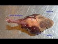 Fish Heart Structure and Function
