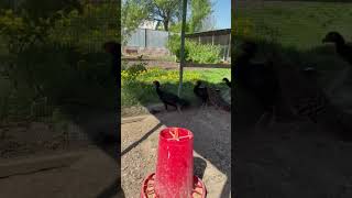 Фазан Эллиота и Фазан Свайно #pheasant #zoo #birds #roosterfarm gold #pheasant